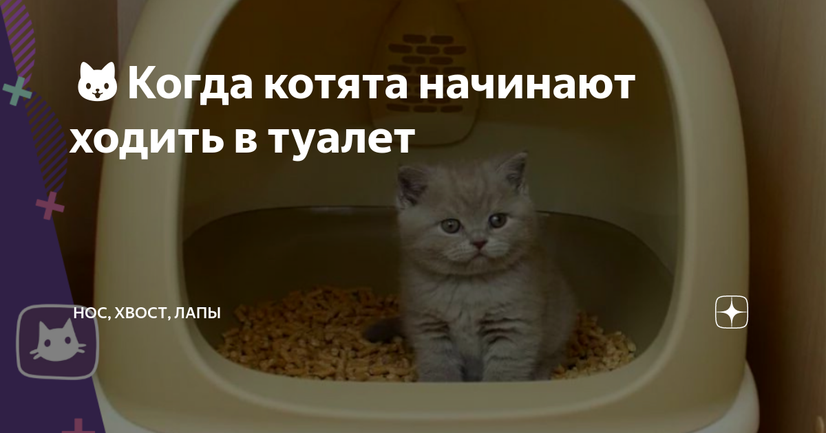 Почему у котёнка понос?