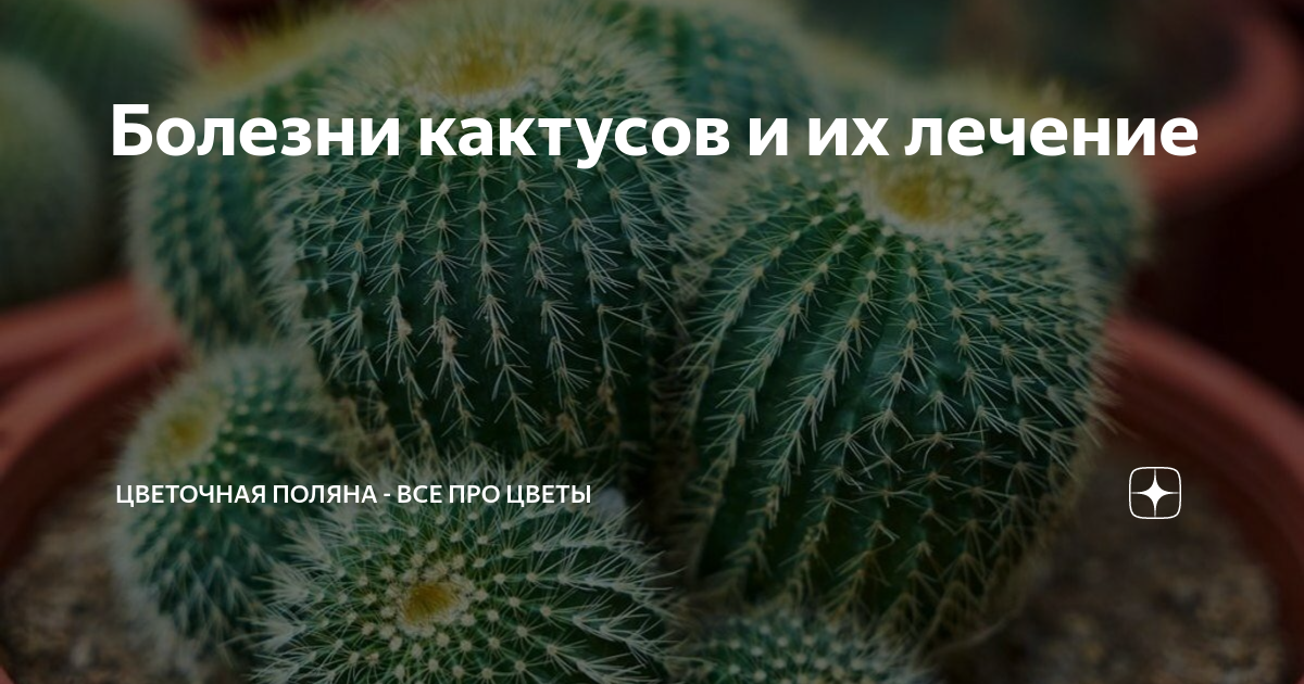 Фото из раздела на форуме семейство Кактусовые (Cactaceae) - cactus 6 - Coppermi