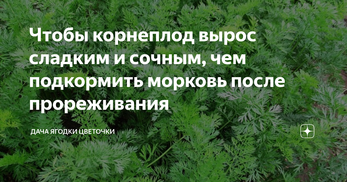 Чтобы корнеплод вырос сладким и сочным, чем подкормить морковь послепрореживания