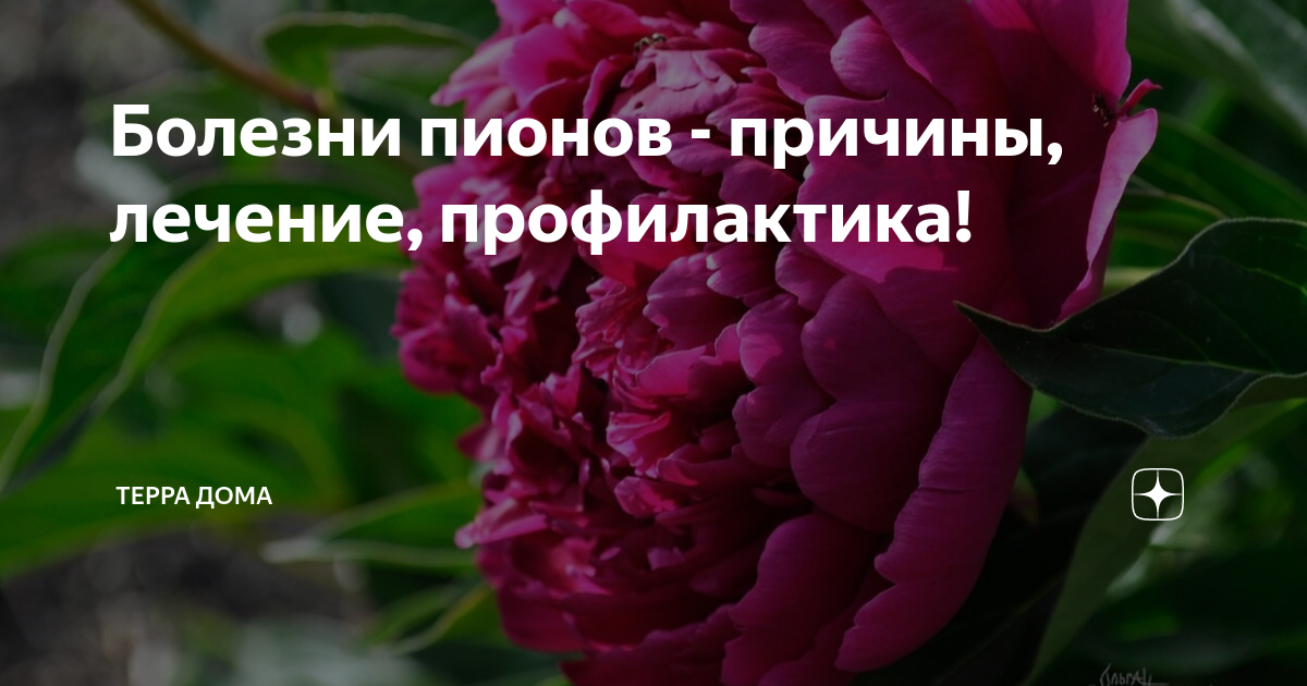 Пион заболевания стебель. Почему у пиона красные листья и что делать. Почему пион стал ромашкой.