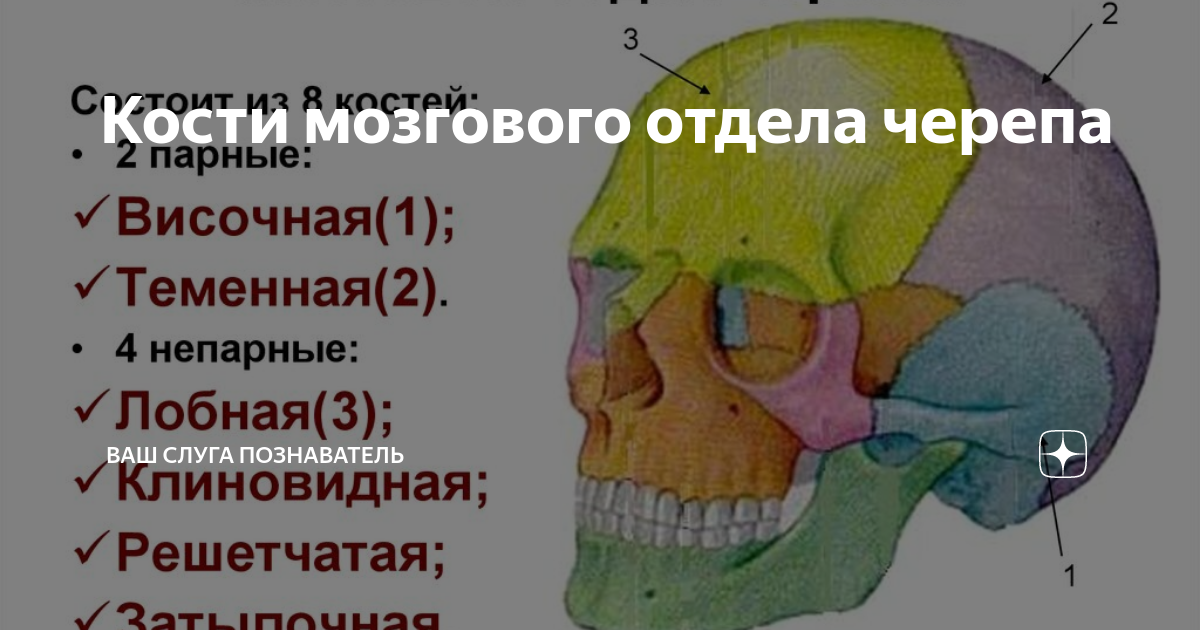 Мозговой и лицевой отделы черепа функции. Кости свода черепа состоят из. Край скуловой дуги. Отделы и подотделы черепа. Лобные Бугры