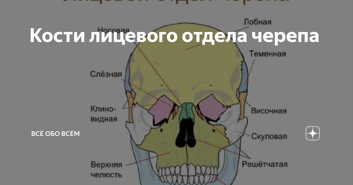 Подвижной костью черепа является кость. Кости лицевого черепа. Скуловая дуга.