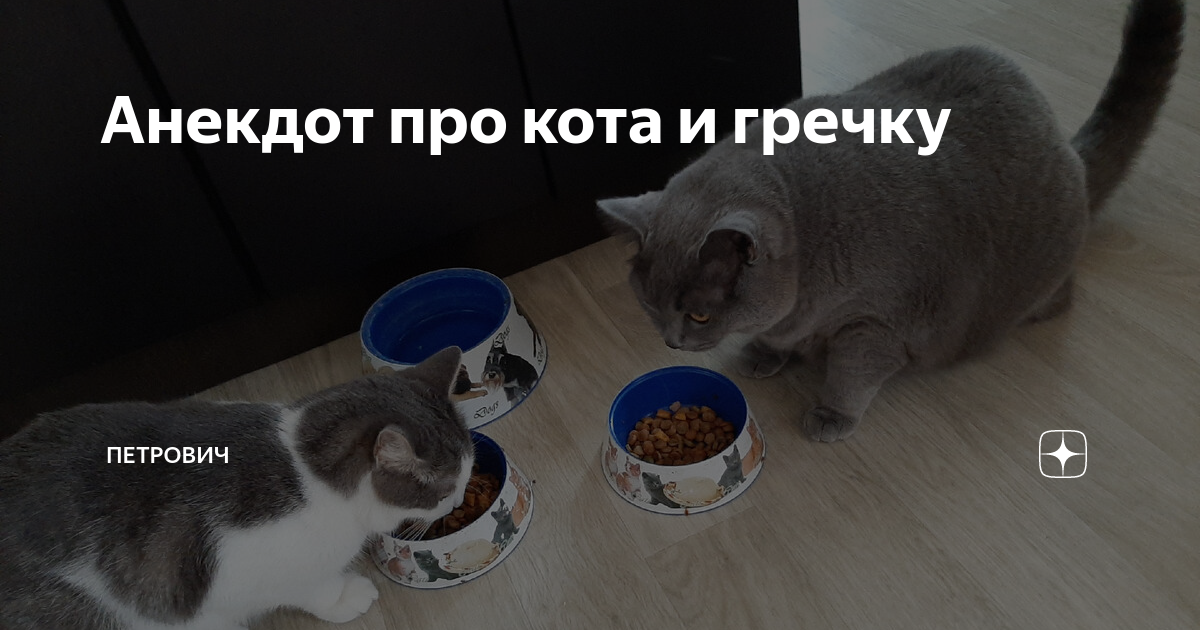 Анекдот кот и гречка. Анекдот про кота и гречку. Кот с гречкой прикол. Анекдот про кота и гречку вау гречка. Опять гречка анекдот.