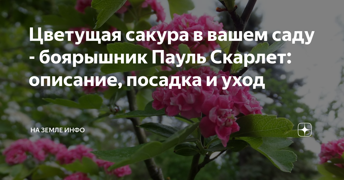 Цветущая сакура в вашем саду - боярышник Пауль Скарлет: описание, посадка и уход