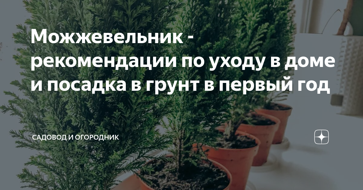 Можжевельники. Посадка и уход в первый год | Блог интернет-магазина Подворье