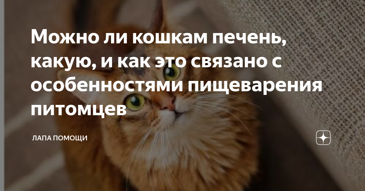 Можно ли давать кошке куриную печень. Котик с печенкой. можно ли давать кошке печень куриную.