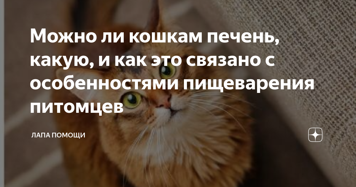 Можно коту печень