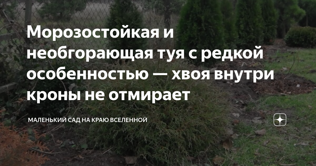 Морозостойкая и необгорающая туя с редкой особенностью — хвоя внутри ...