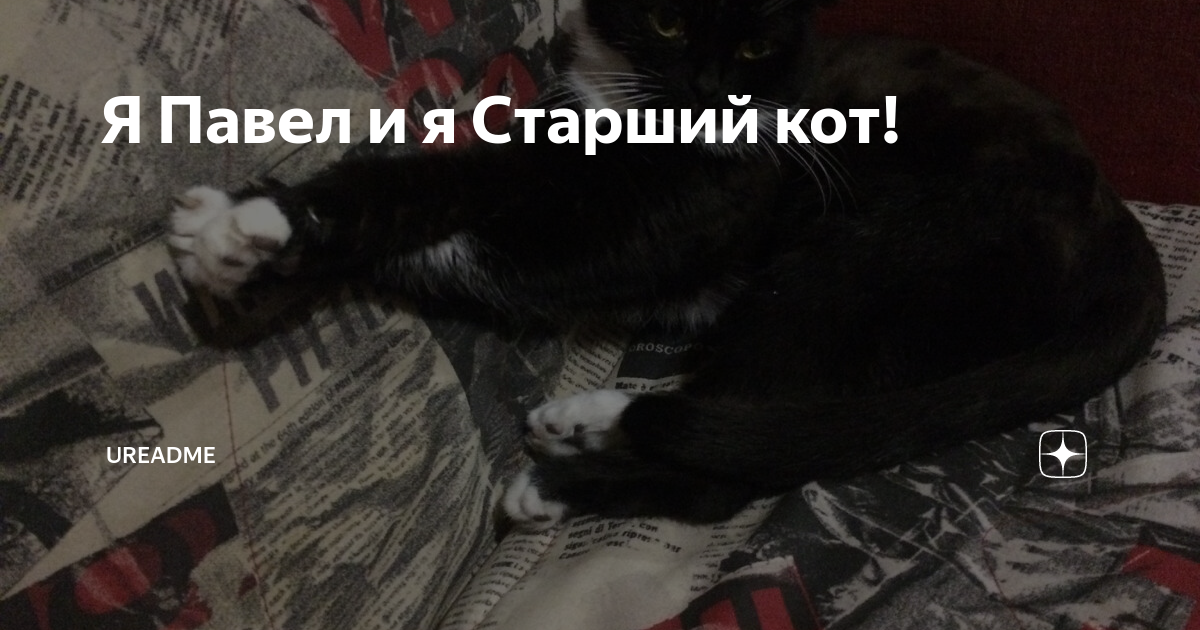 Кот закрой. Спящие коты. Кот с заспанными глазами. Смущенный котик. Кот смущается.