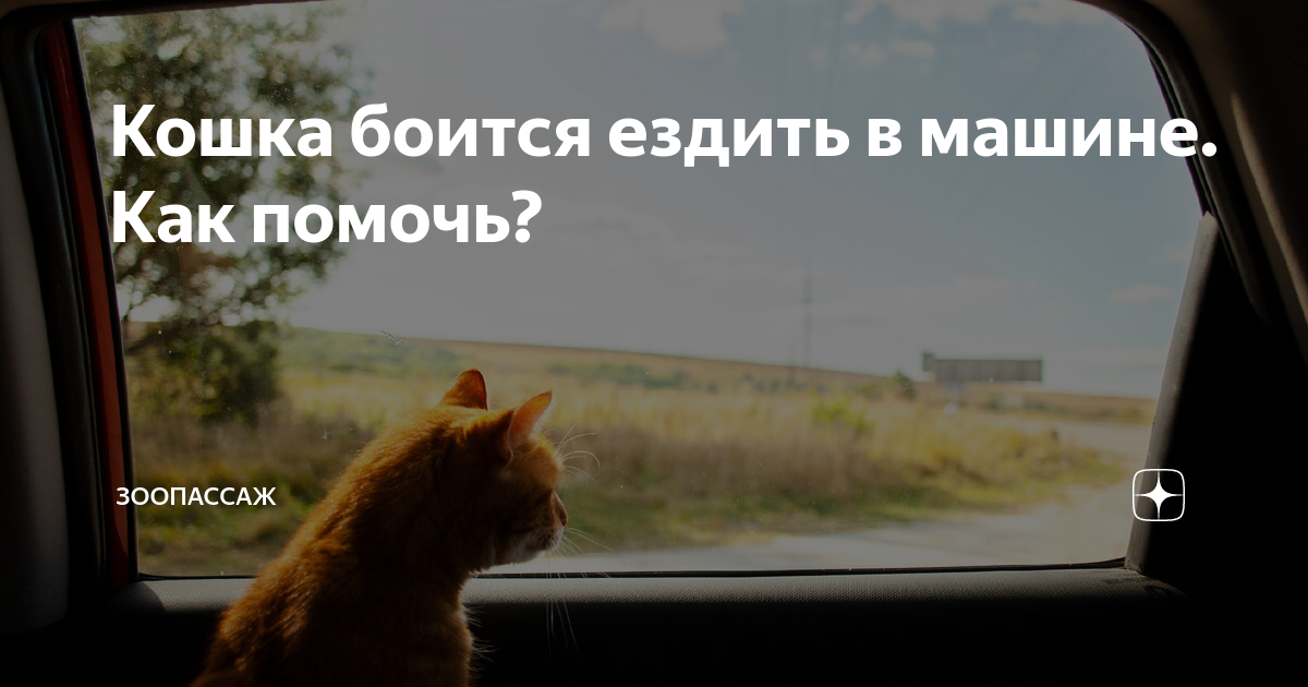 Что нужно для транспортировки кота?