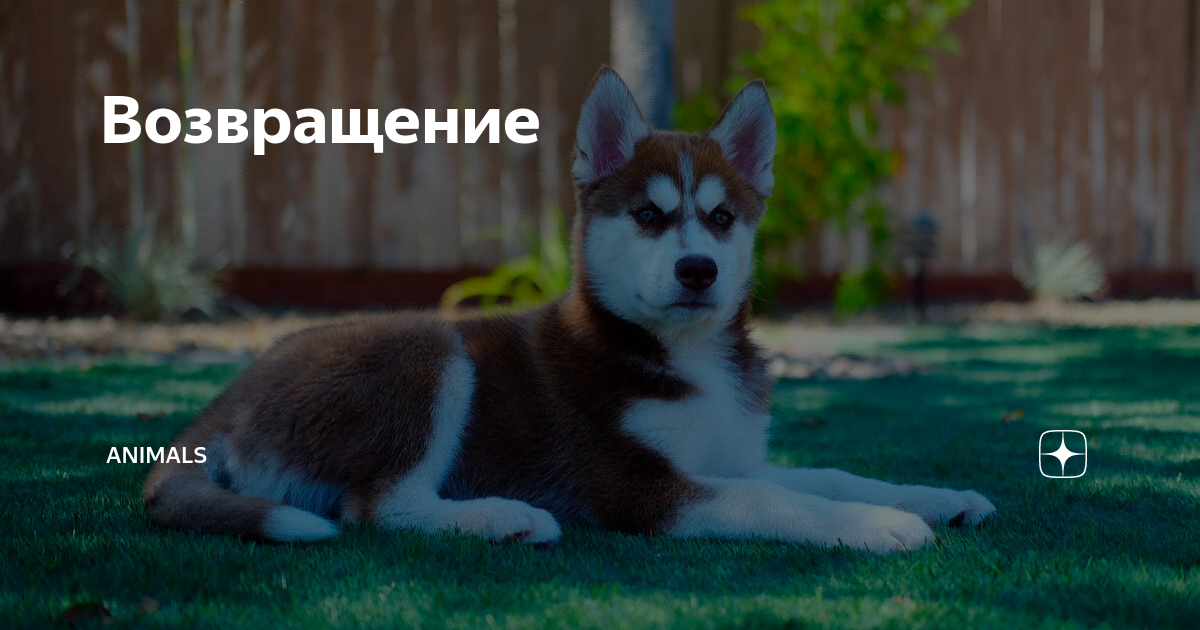 Возвращение | Animals | Дзен