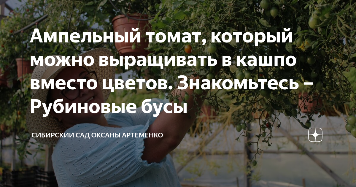 Ампельный томат, который можно выращивать в кашпо вместо цветов ...