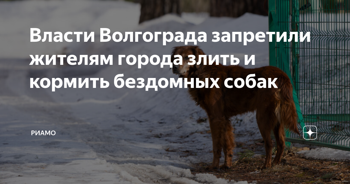 не прикармливайте бездомных животных. подкармливать бездомных животных. накормить бездомное животное. запретили кормить бездомных животных. можно кормить бездомных собак.