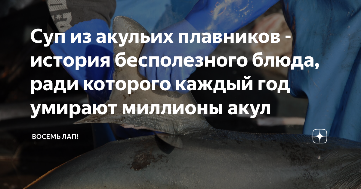 Суп из акульих плавников - история бесполезного блюда, ради которого ...