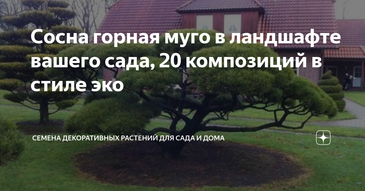 Сосна горная муго в ландшафте вашего сада, 20 композиций в стиле эко ...