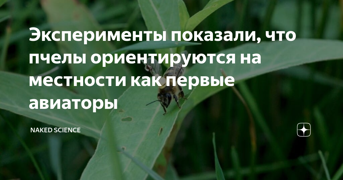 Как пчелы ориентируются? Секреты навигации у животных