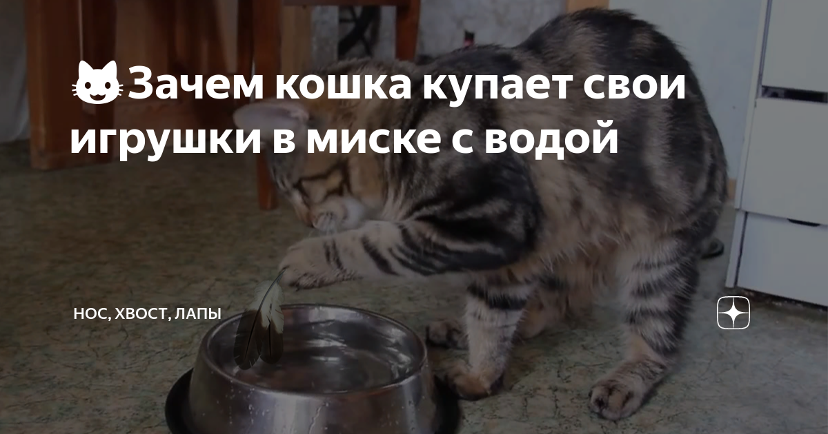 Кот приносит игрушку. Пьющий кот горе в семье. Вася ты где. Васенька неглаженный. Вася где ты был.