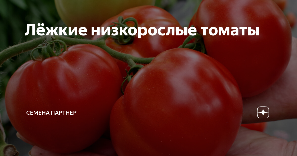 Лёжкие низкорослые томаты | Семена Партнер | Дзен