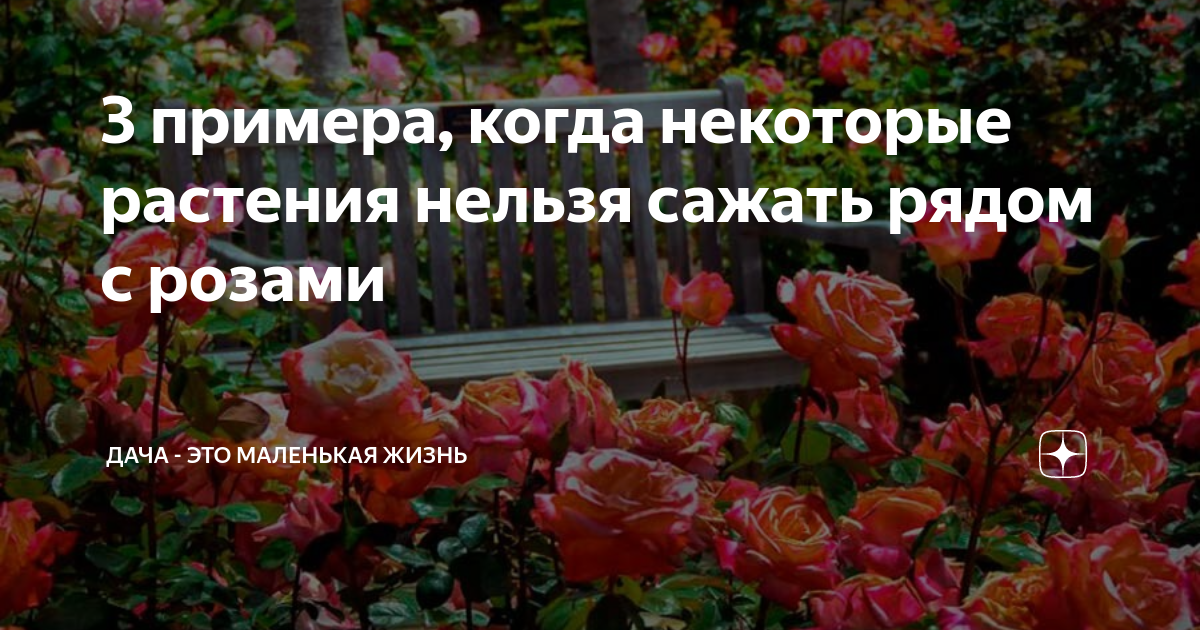 Какие цветы нельзя сажать в 2024 году. Какие цветы нельзя сажать на участке. Какие цветы запретили сажать на участке. Какие растения нельзя сажать на участке по закону.