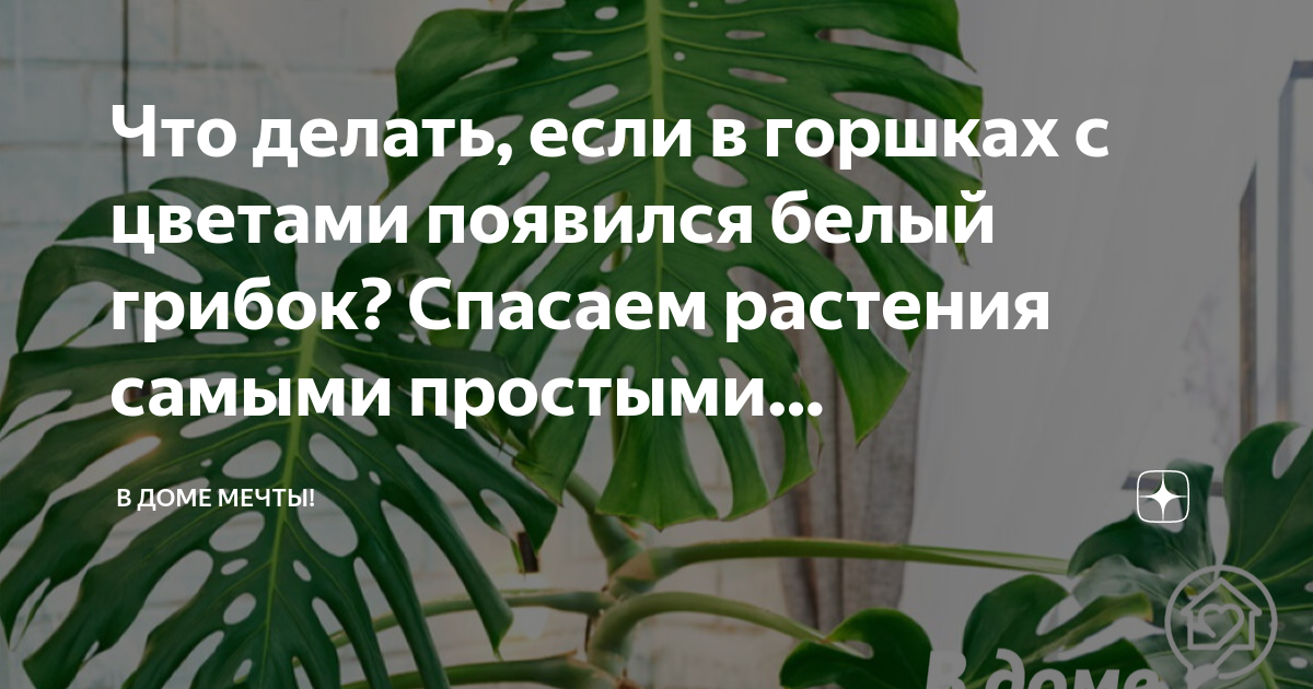 как убрать плесень с цветов | Дзен