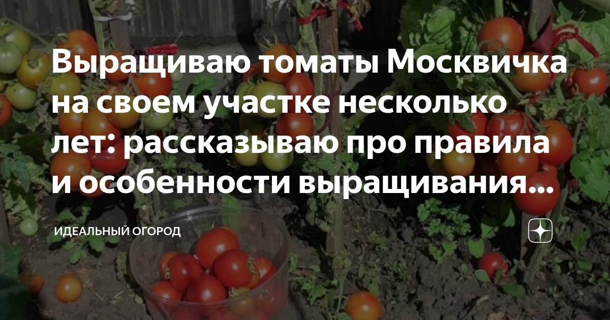 Помидоры москвичка. Москвичка рассада томатов. Помидоры москвичка описание сорта фото отзывы. Томат москвичка описание сорта фото отзывы.