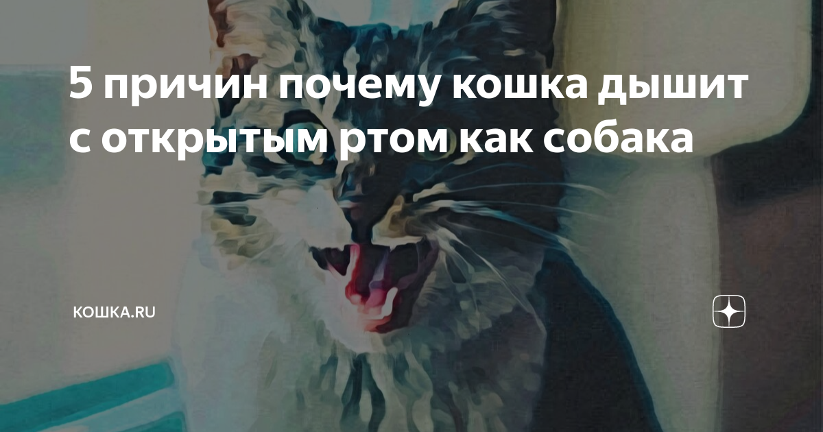 Кот дышит через рот. Почему коты дышат с открытым ртом. Почему кошка дышит с открытым ртом как собака. Кот дышит с открытым ртом и высунутым языком после игры.