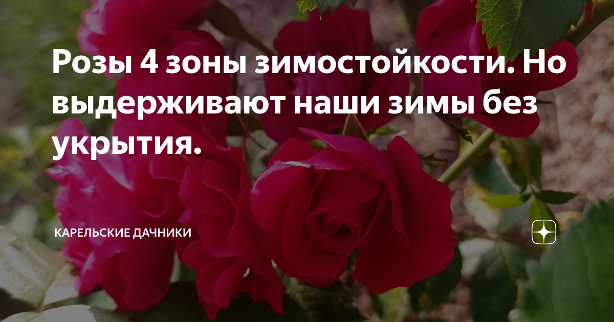 Розы 4 зоны зимостойкости. Но выдерживают наши зимы без укрытия ...