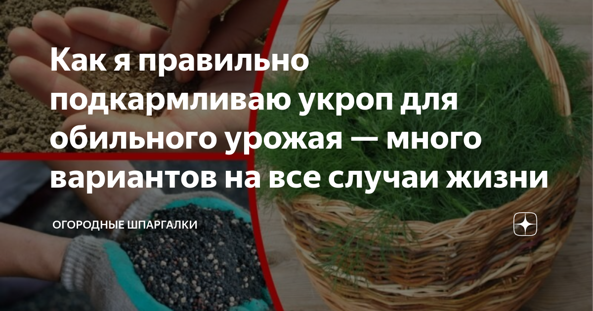 как правильно сажать укроп в открытый грунт