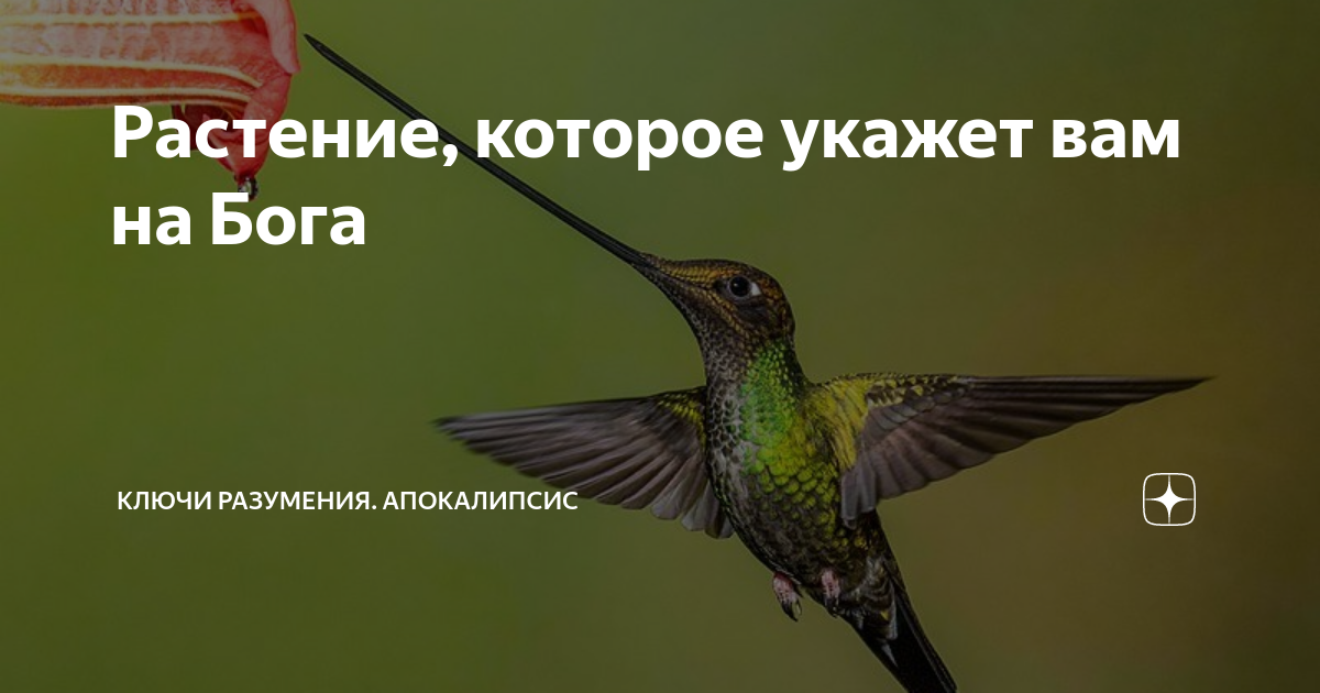 zen.yandex.ru