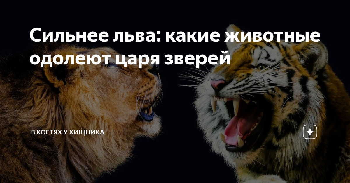 Сила (Лев). Кто сильнее Лев или тигр. Кто сильнее Лев или человек. Лев до какого числа.