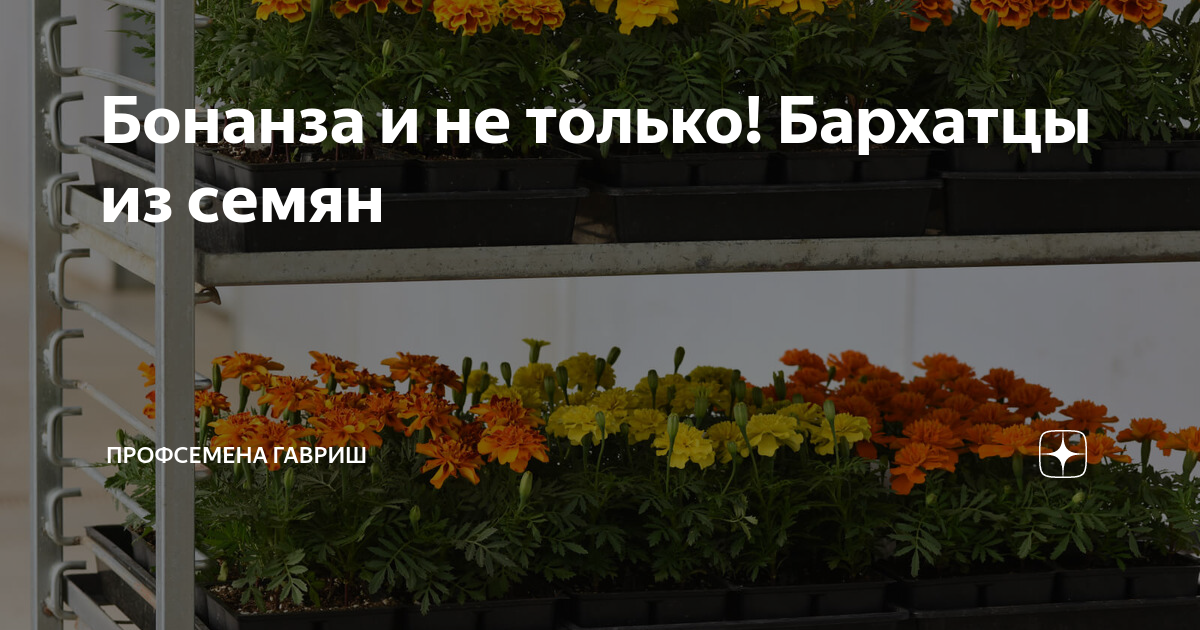 Verdusa: Sandals - amazon.com