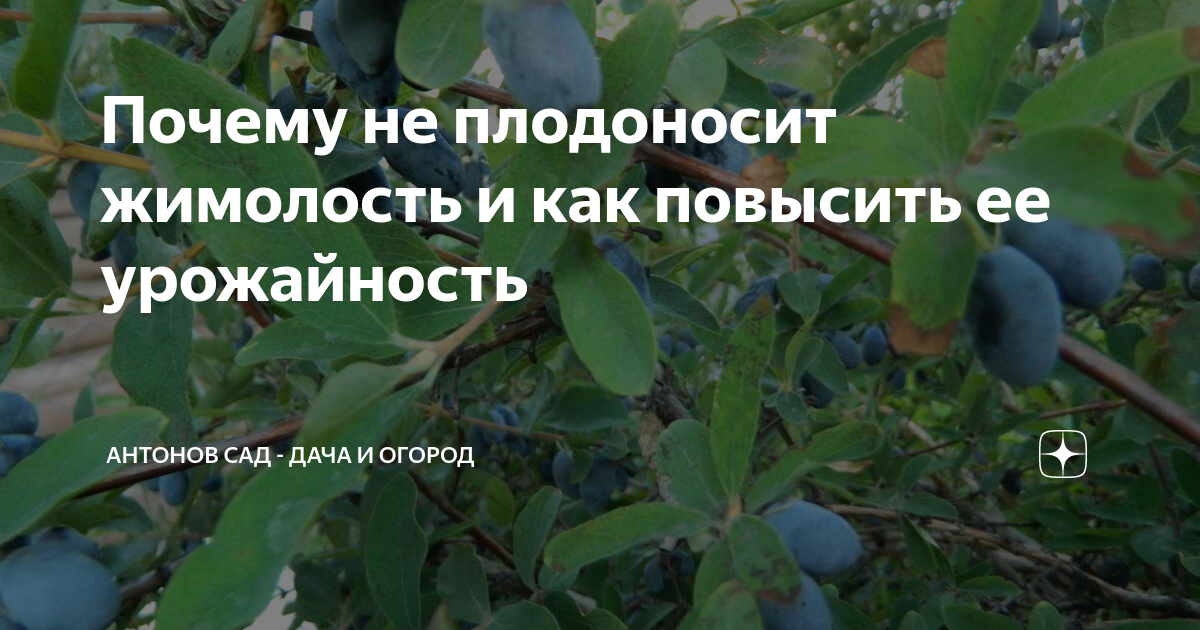 Почему не плодоносит жимолость и как повысить ее урожайность | Антонов ...