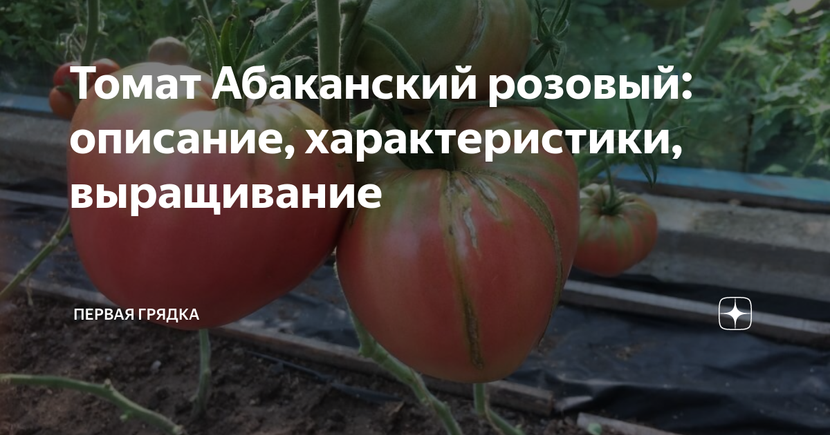 Томат Абаканский розовый: описание, характеристики, выращивание ...