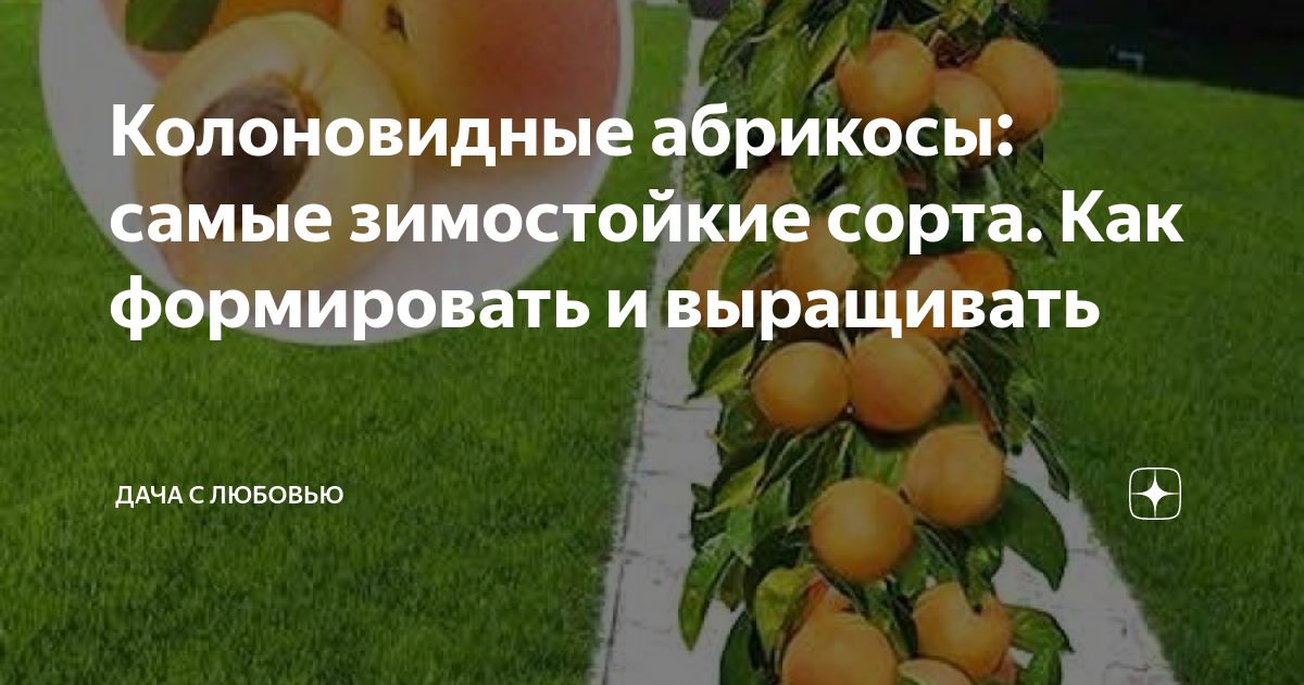 Колоновидные абрикосы: самые зимостойкие сорта. Как формировать и ...