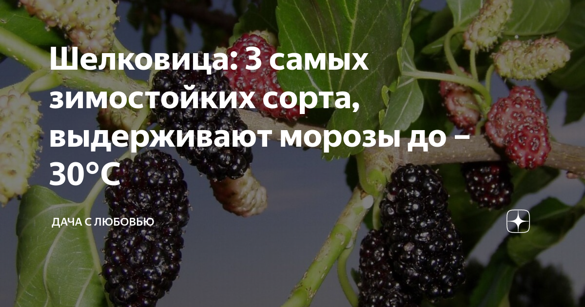 Шелковица: 3 самых зимостойких сорта, выдерживают морозы до – 30°С ...