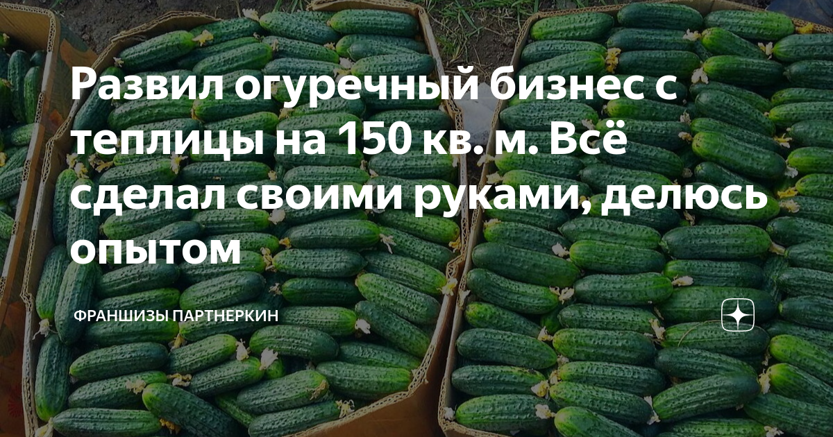 Огуречный бизнес читать. Огуречный бизнес читать. Огурец моцарт седек. Огурцы корнишоны самоопыляемые для открытого грунта. Жк огурцы план.