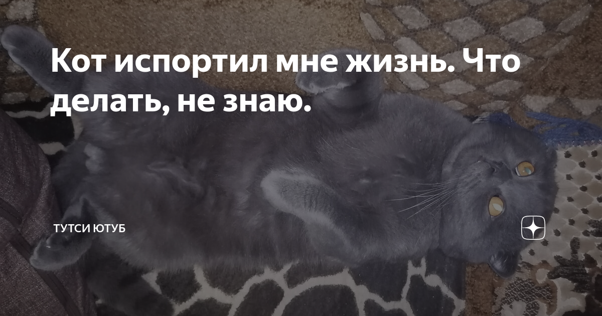 Коты портят