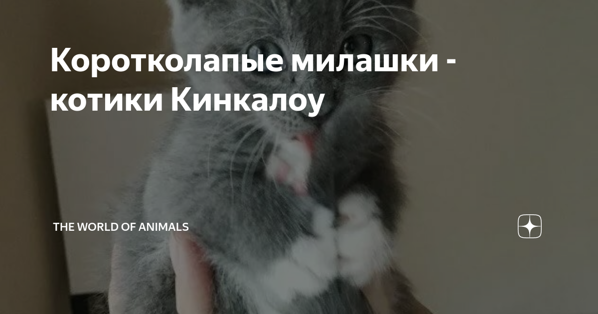 Коротколапые милашки - котики Кинкалоу | The World Of Animals | Дзен