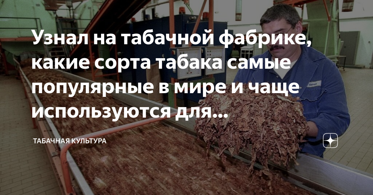 Узнал на табачной фабрике, какие сорта табака самые популярные в мире и