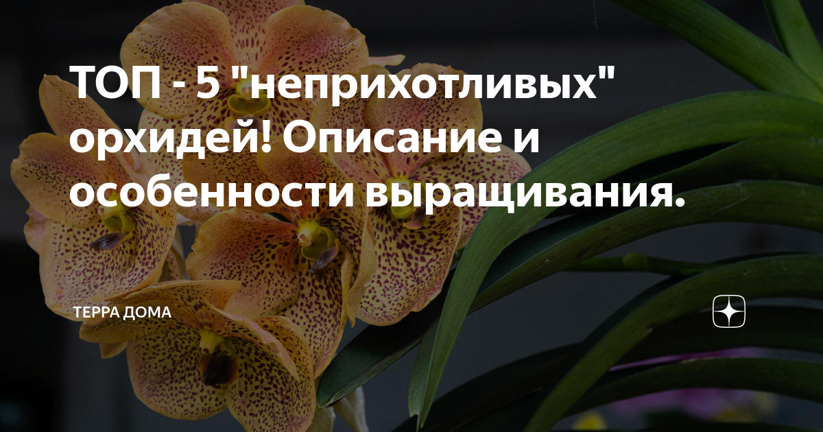 ТОП - 5 "неприхотливых" орхидей! Описание и особенности выращивания ...