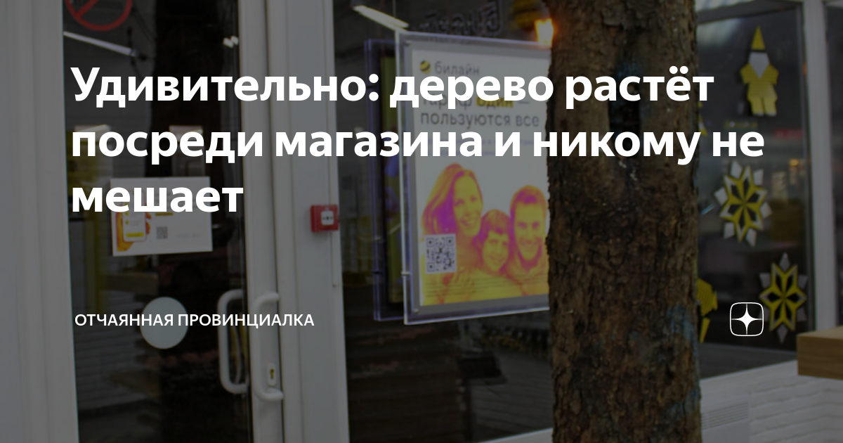 Удивительно: дерево растёт посреди магазина и никому не мешает ...