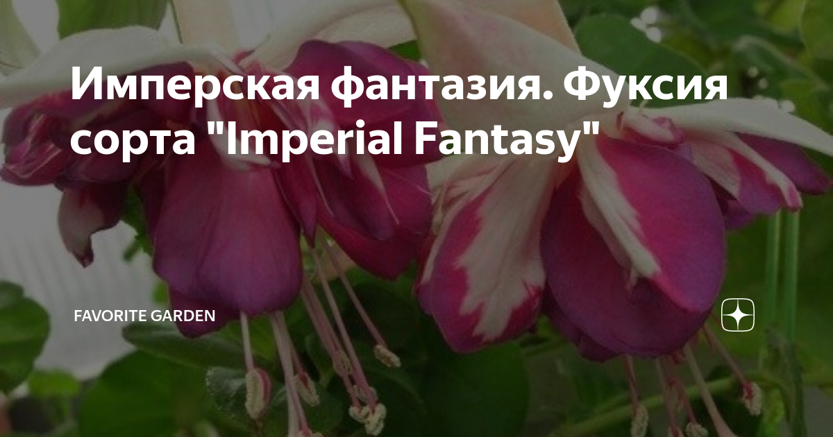 Фуксия Imperial Fantasy