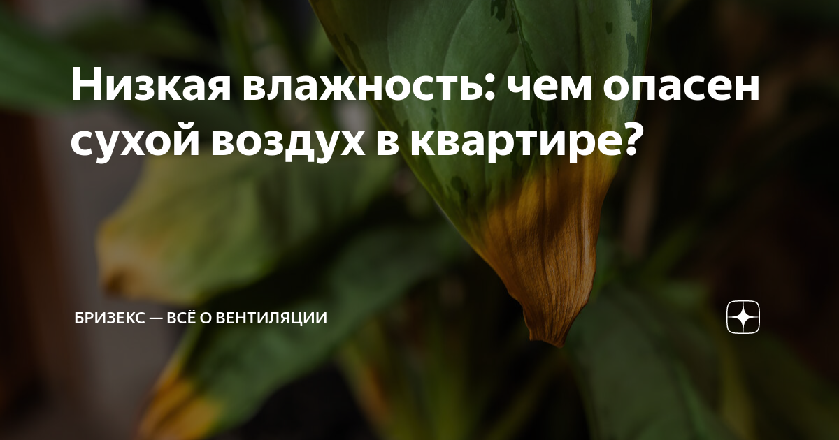 Низкая влажность: чем опасен сухой воздух в квартире? | Бризекс — всё о ...