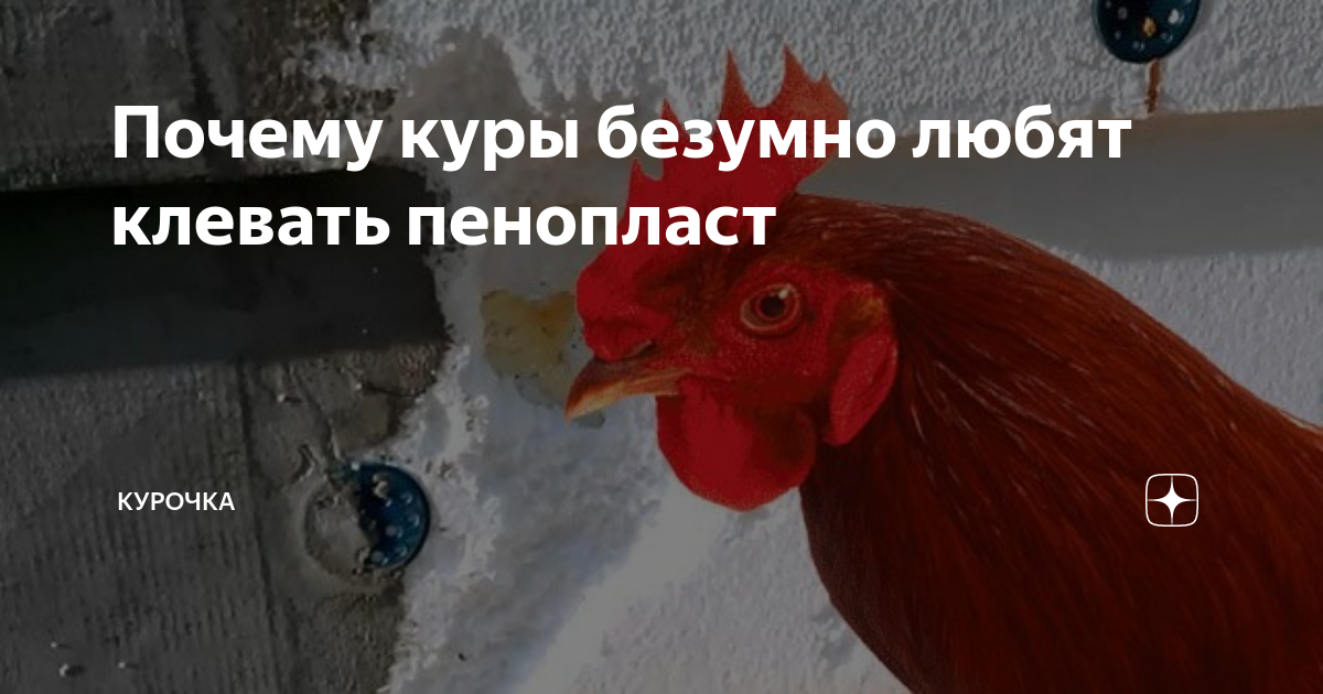 Почему куры безумно любят клевать пенопласт | Курочка | Дзен