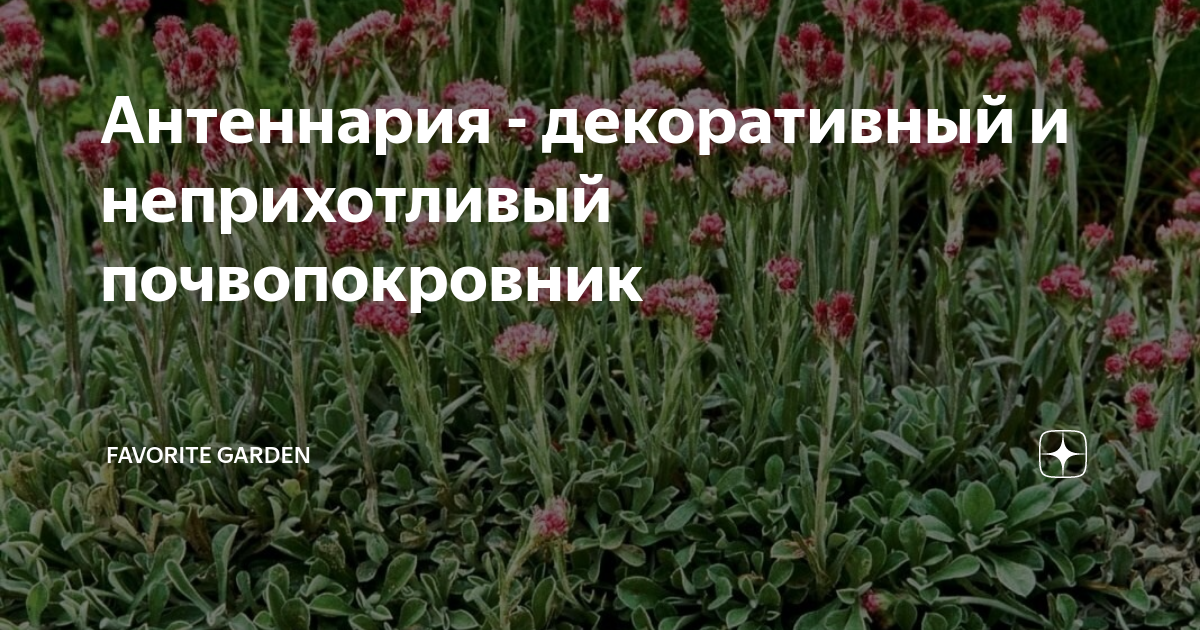 Антеннария - декоративный и неприхотливый почвопокровник