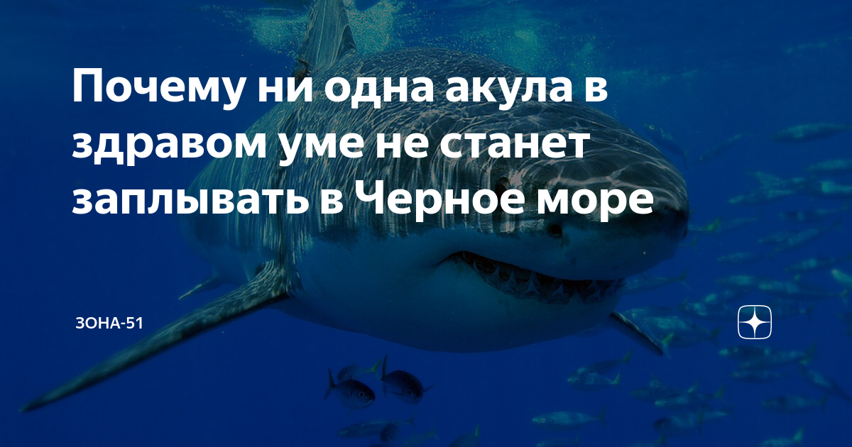 почему в черное море не заплывают акулы. почему в черное море не заплывают акулы. акула катран черное море трагедия. почему в черное море не заплывают акулы. почему в черное море не заплывают акулы.