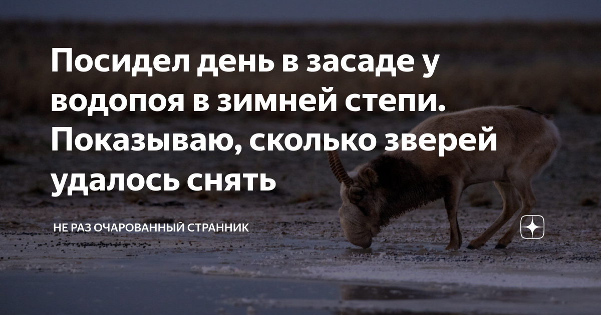 Посидел день в засаде у водопоя в зимней степи. Показываю, сколько ...