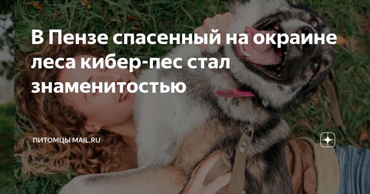 В Пензе спасенный на окраине леса кибер-пес стал знаменитостью ...