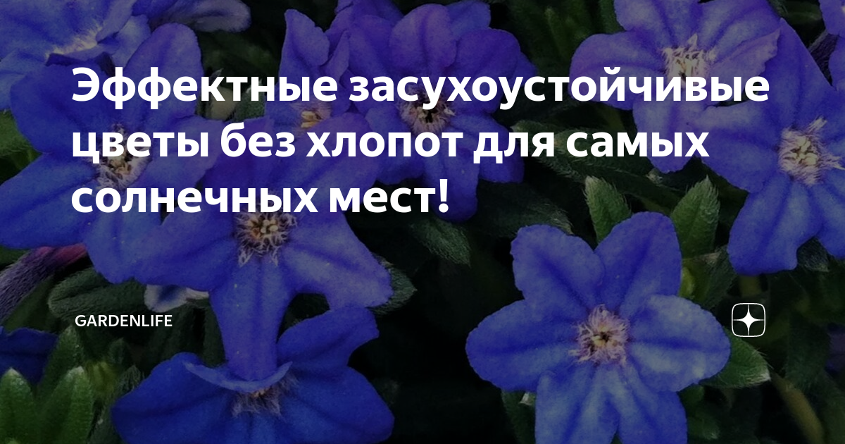 Эффектные засухоустойчивые цветы без хлопот для самых солнечных мест ...