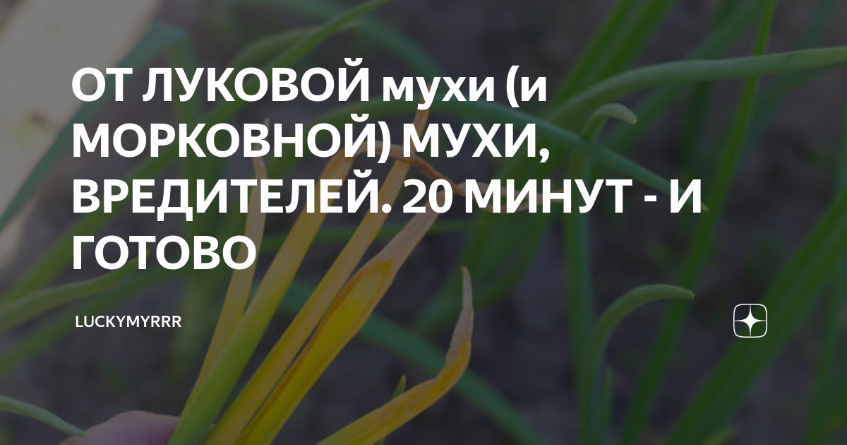 ОТ ЛУКОВОЙ мухи (и МОРКОВНОЙ) МУХИ, ВРЕДИТЕЛЕЙ. 20 МИНУТ - И ГОТОВО ...